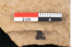 Foto (Detailansicht) von Pinus palaeostrobus Ettingshausen (NHMW-GEO-2024-0188-8259)